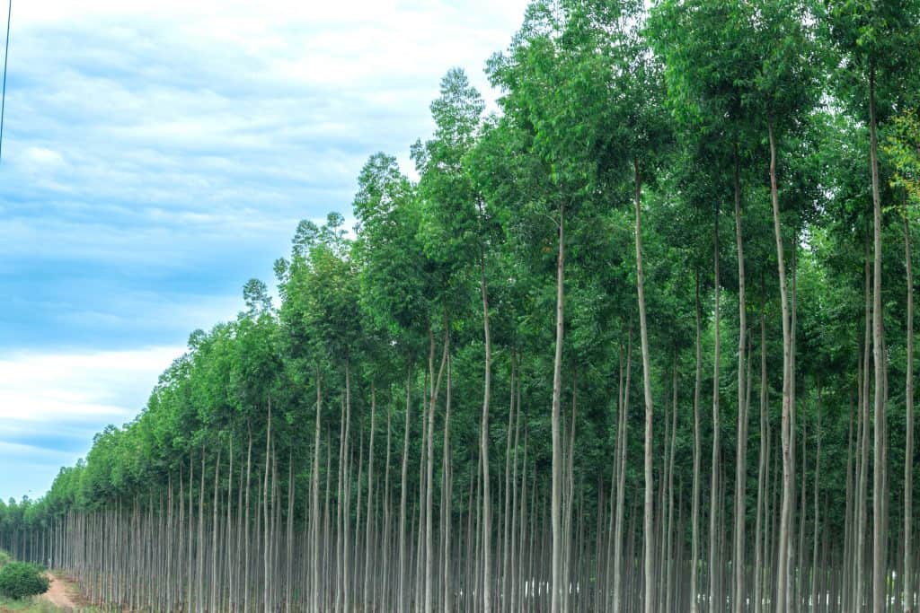Fondo Eco Forestal