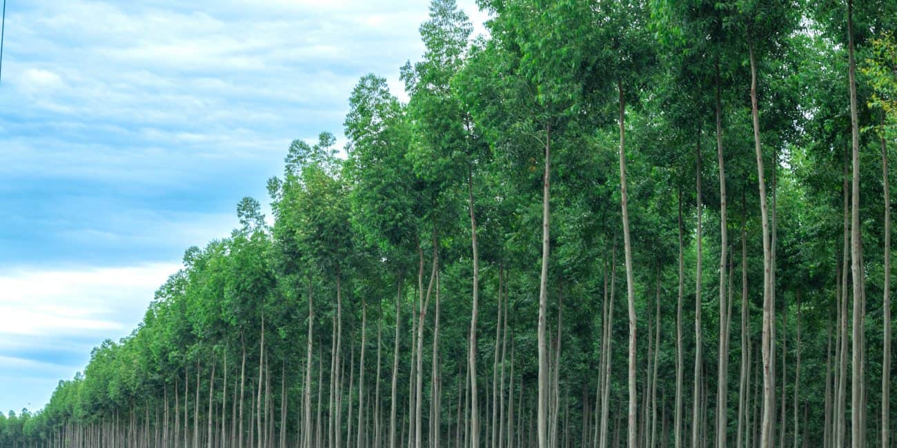 El Fondo Eco Forestal de CADIEM: Una inversión más allá de la rentabilidad.
